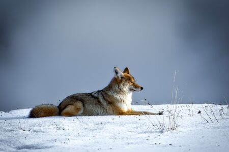 What does seeing a coyote symbolize?