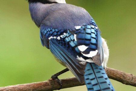 What Does a Blue Jay Symbolize in the Bible