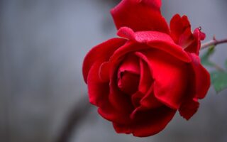 What does the rose represent with God?