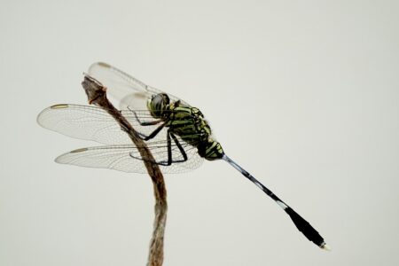 What is the old wives tale about dragonflies?