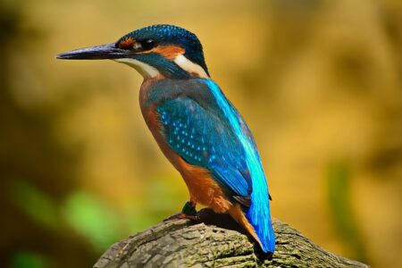 Do birds carry spiritual messages?