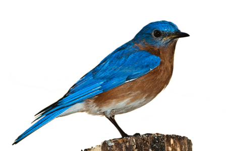 Where in the Bible does it talk about bluebirds?