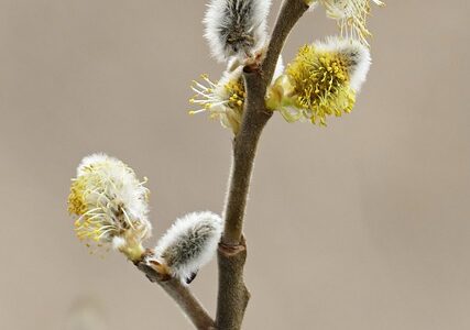 Biblical Meaning of the Name Willow