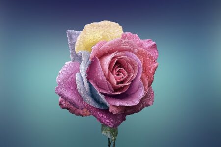 What do roses mean biblically?