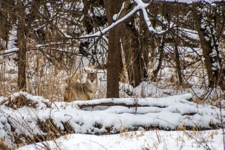 Is seeing a coyote good or bad luck?