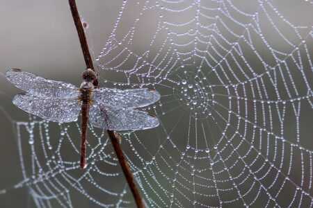 What does it mean when a dragonfly visits someone from heaven?