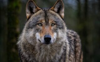 Meaning of the name Wolf (General and Biblical)