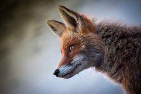 Meaning of the name Fox (General and Biblical)