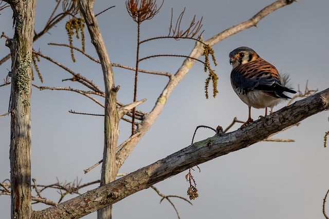 Meaning of the name Kestrel (General and Biblical)