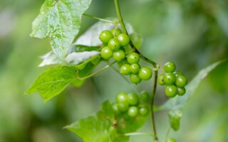 Meaning of the name Bryony (General and Biblical)