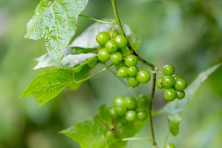 Meaning of the name Bryony (General and Biblical)