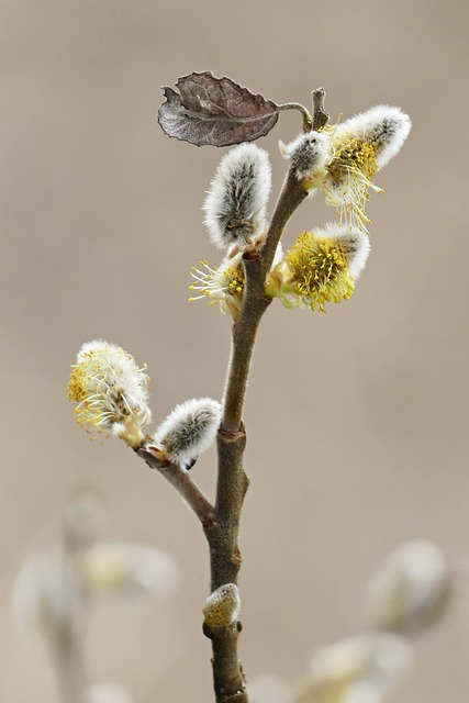 Meaning of the name Willow (General and Biblical)