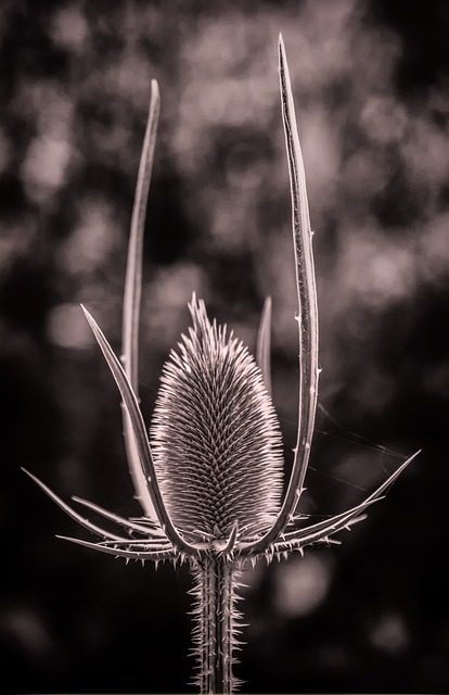 Meaning of the name Thistle (General and Biblical)