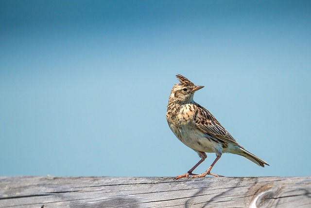 Meaning of the name Lark (General and Biblical)