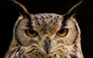 Can Christians Eat Owl