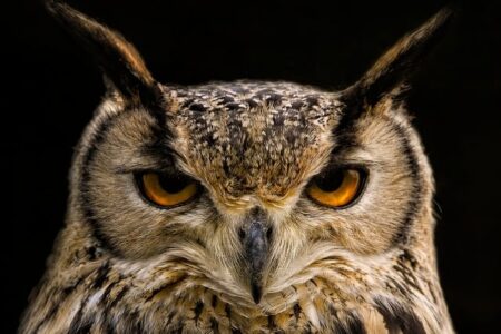 Can Christians Eat Owl