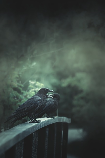 Meaning of the name Raven (General and Biblical)