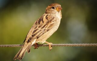 Meaning of the name Sparrow (General and Biblical)