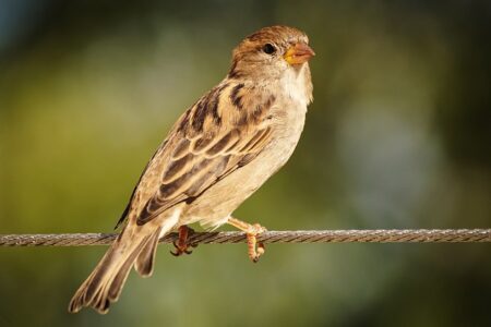 Meaning of the name Sparrow (General and Biblical)