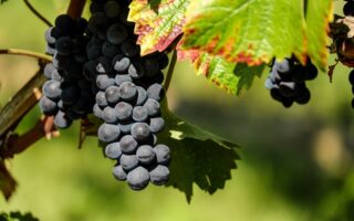 Meaning of the name Vine (General and Biblical)