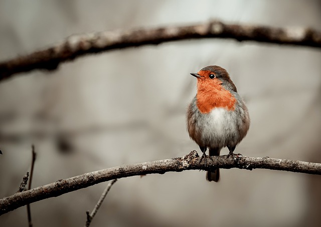 Meaning of the name Robin (General and Biblical)