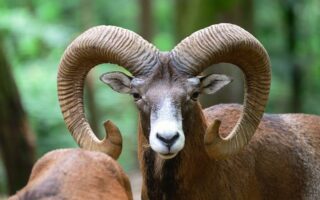 Meaning of the name Aries (General and Biblical)