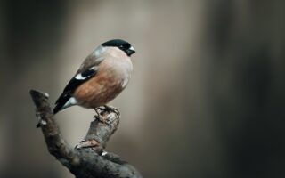 Meaning of the name Finch (General and Biblical)