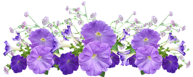 Meaning of the name Petunia (General and Biblical)