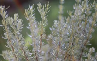 Meaning of the name Rosemary (General and Biblical)