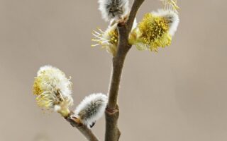 Meaning of the name Willow (General and Biblical)