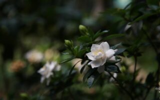 Meaning of the name Gardenia (General and Biblical)