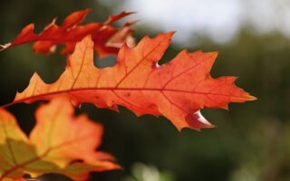 Biblical Meaning of the Name Leaf