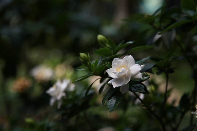 Meaning of the name Gardenia (General and Biblical)