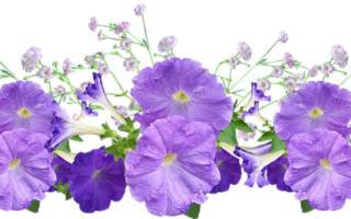 Meaning of the name Petunia (General and Biblical)