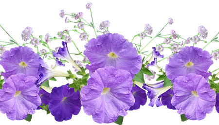 Meaning of the name Petunia (General and Biblical)