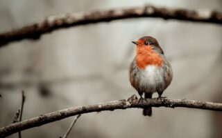 Meaning of the name Robin (General and Biblical)