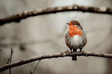 Meaning of the name Robin (General and Biblical)