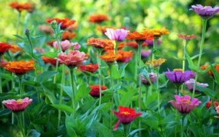 Meaning of the name Zinnia (General and Biblical)