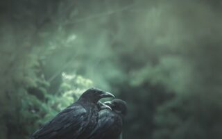 Meaning of the name Raven (General and Biblical)