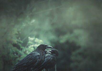 Meaning of the name Raven (General and Biblical)