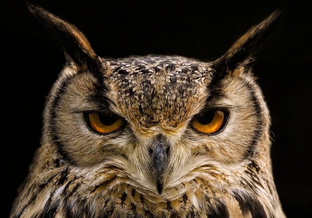 Can Christians Eat Owl