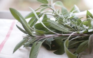 Meaning of the name Sage (General and Biblical)
