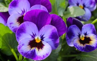 Meaning of the name Pansy (General and Biblical)