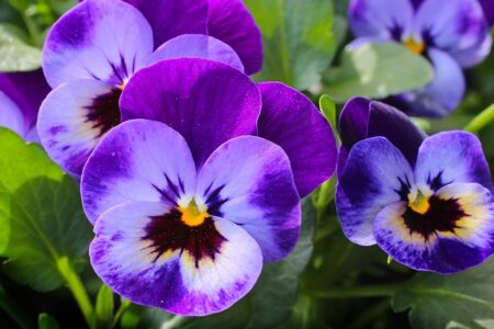 Meaning of the name Pansy (General and Biblical)