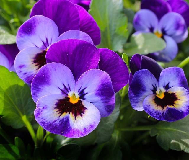 Meaning of the name Pansy (General and Biblical)