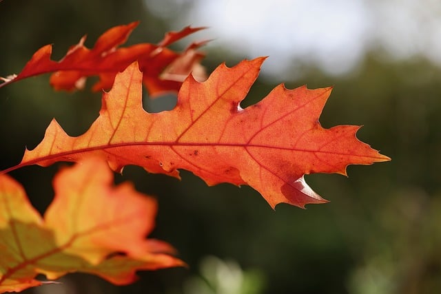 Biblical Meaning of the Name Leaf