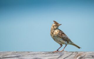 Meaning of the name Lark (General and Biblical)
