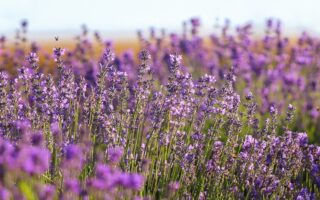 Meaning of the name Lavender (General and Biblical)