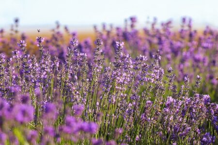 Meaning of the name Lavender (General and Biblical)