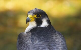 Biblical meaning of a Falcon - Biblical symbolism explained